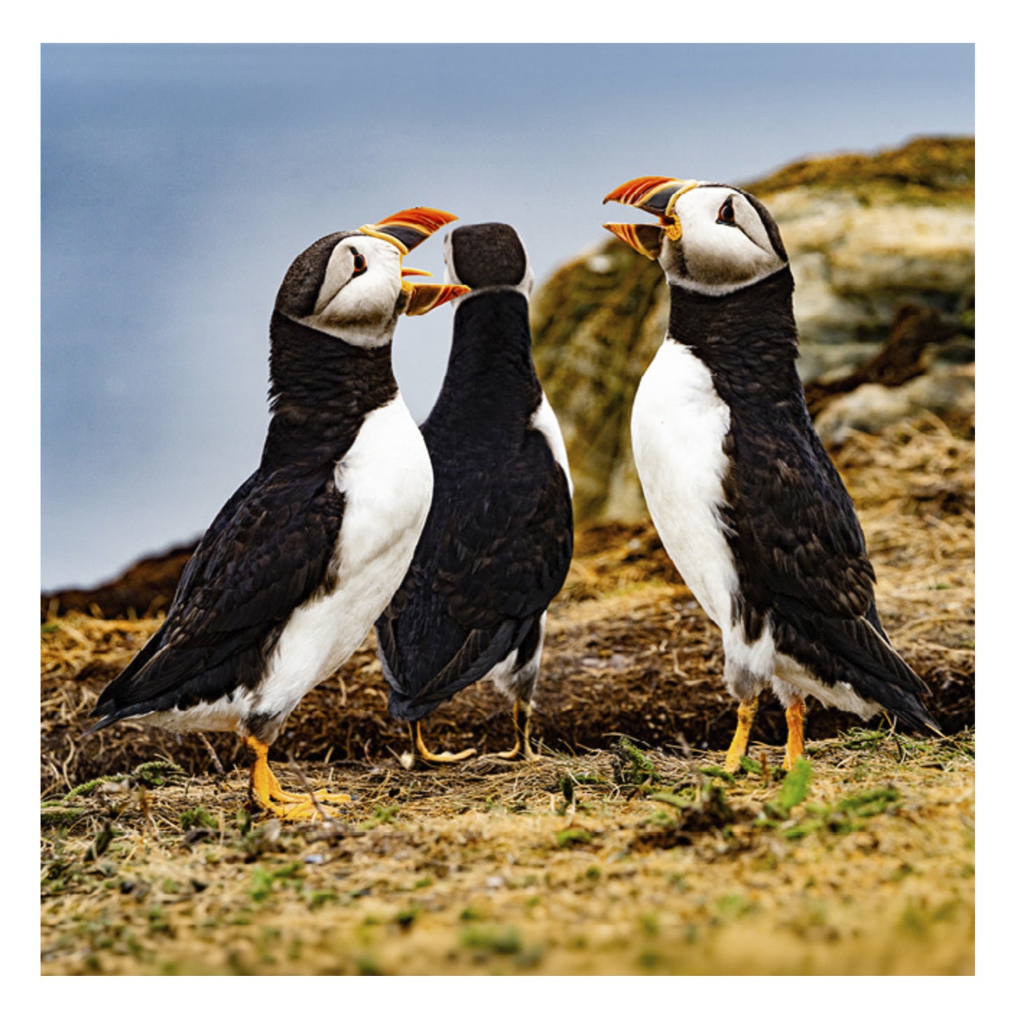 2027 Newfoundland & Labrador Small Wall Calendar featuring Canadian photography by John Morris